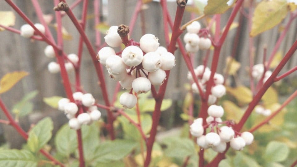 Jakie owoce produkuje dereń biały Sibirica?