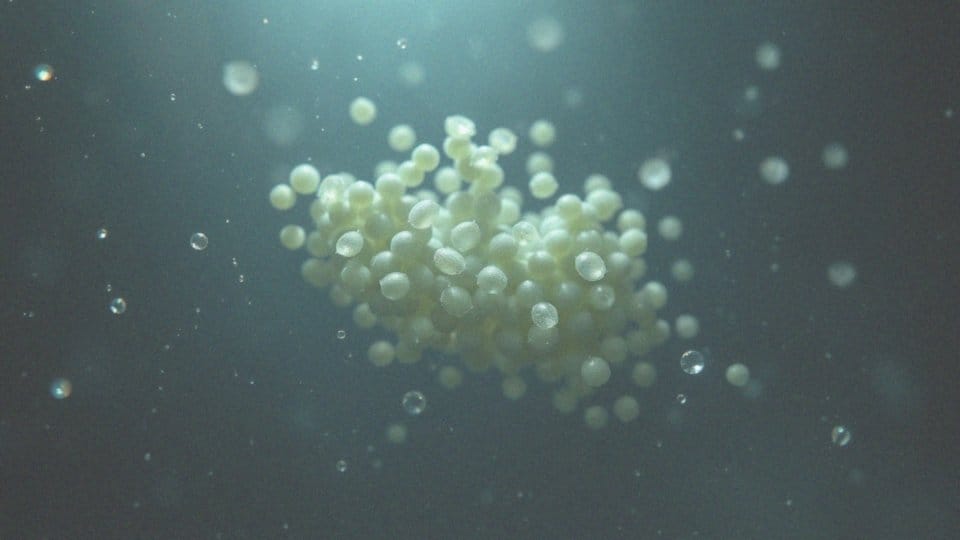 Jakie organizmy produkują H2 w naturalny sposób?